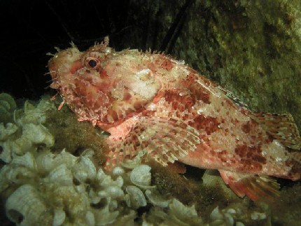 Scorfano